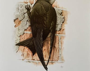 Common swift bird print. antique natural sciences and biology print. bird home decor and wallart from 1960s