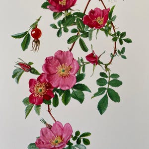 Lámina botánica de rosa doble canela. Litografía antigua y vintage de ciencias naturales y biología. Ilustración de plantas y arte mural.
