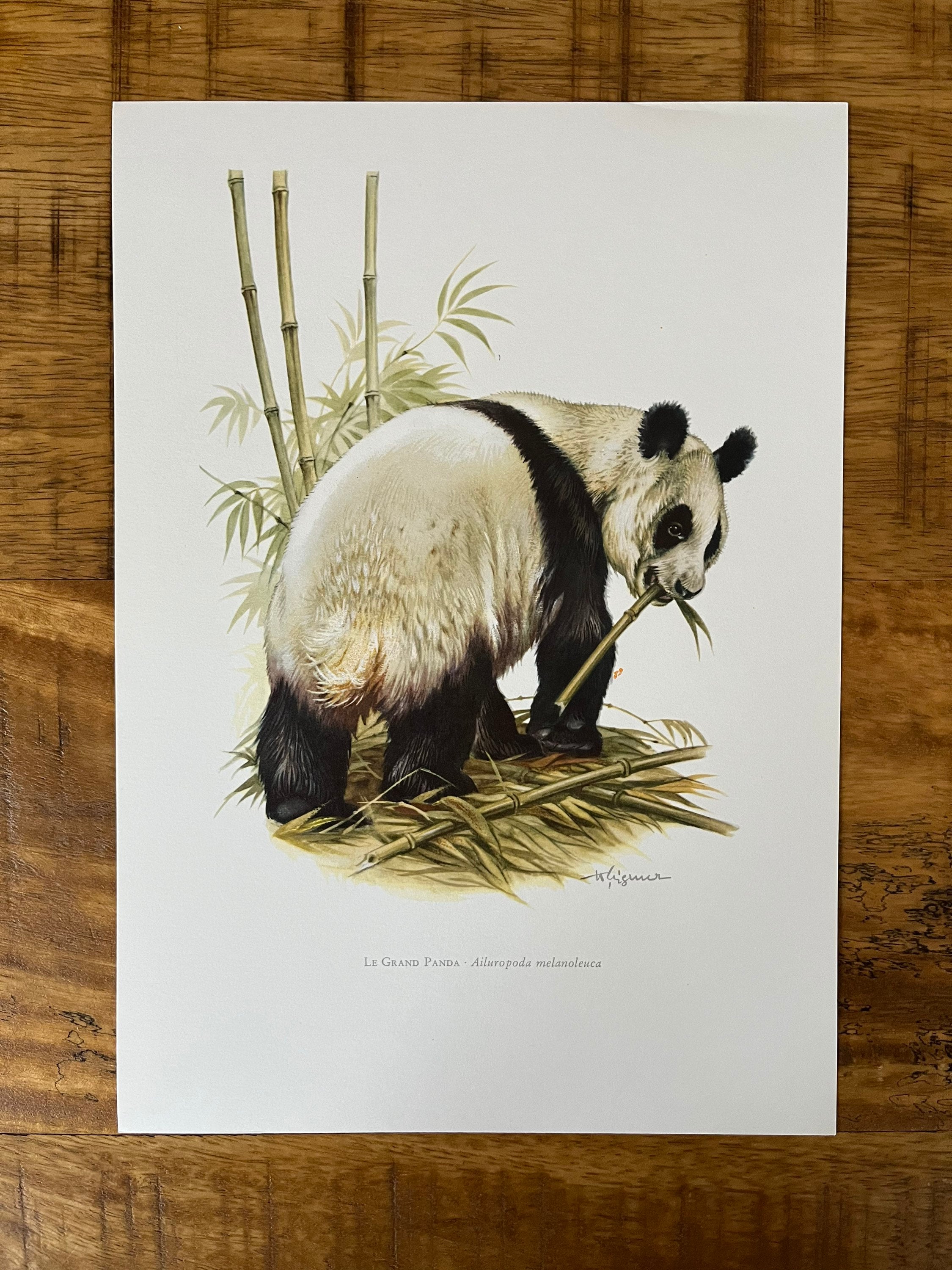 パンダ　絵画　版画　アンティーク ヴィンテージのジャイアントパンダの版画、1960年代の動物学リトグラフ