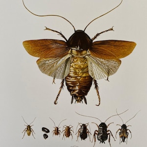 ゴキブリのプリント。虫のイラスト。昆虫のプリント。昆虫学。自然史。自然科学。1960 年代の室内装飾壁アート
