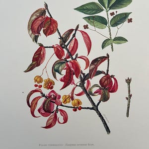 Euonymus verrucosus botanical print. antique and vintage natural sciences and biology lithography. plant illustration and wallart from 1960s