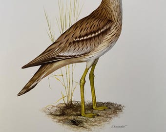 1907年 ビターン アンティーク マット リトグラフ - 鳥類学 - 英国の
