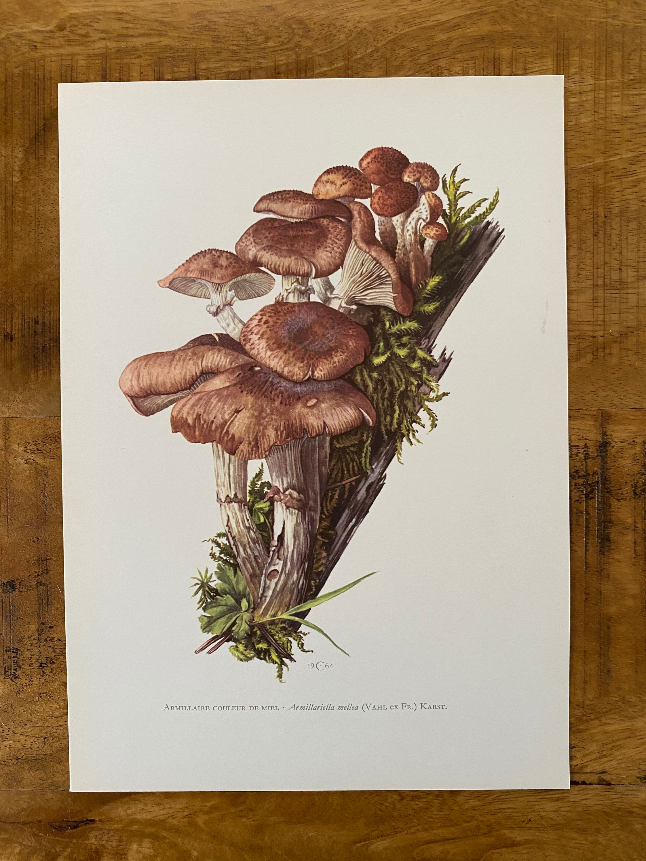 Vintage Honey Fungus Print, 1960s Mushroom Spore Art - Etsy