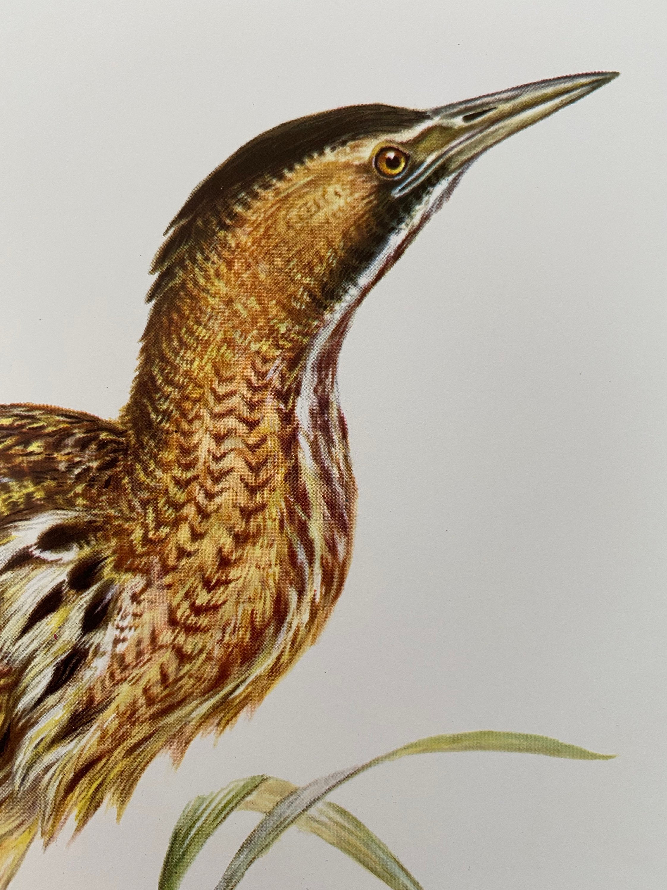 EURASIAN BITTERN Bird Print. Antique and Vintage Ornithology