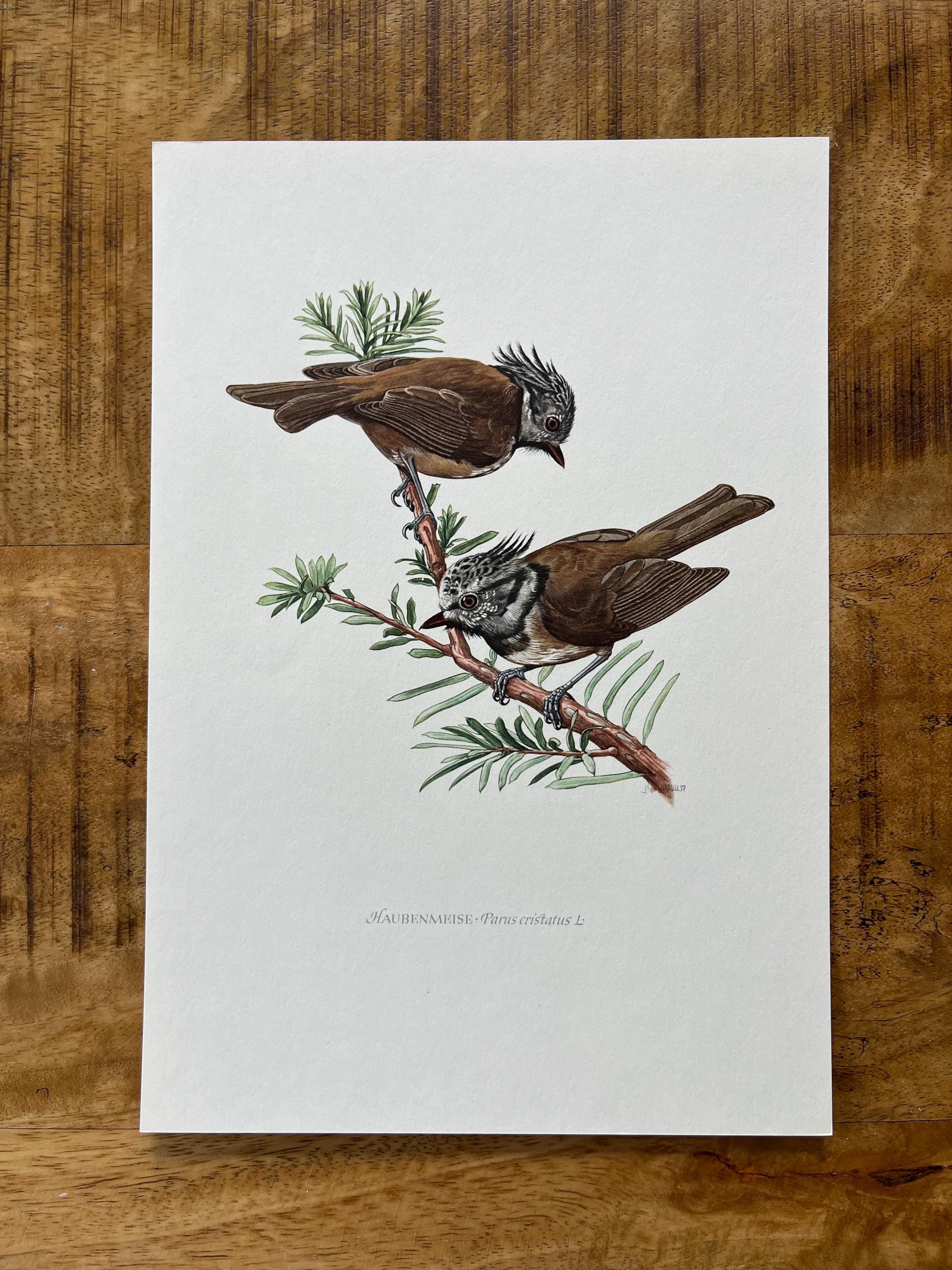 1955年 シジュウカラ鳥の版画：ヴィンテージ鳥類学リトグラフ - Etsy 日本