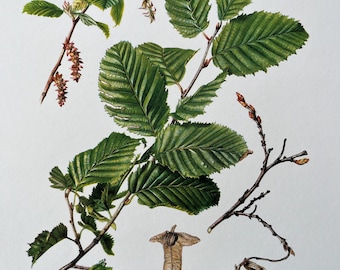 Stampa botanica di un carpino comune. Litografia vintage di fiori e piante. Illustrazione e decorazione murale degli anni '60.