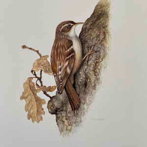 Short-toed treecreeper bird print. antique and vintage natural sciences and biology print. home decor wall art ornithology from 1960s