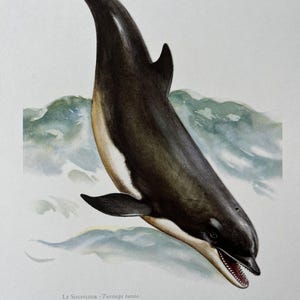 Delfintryck, zoologisk litografi från 1960-talet med franskt vetenskapligt namn