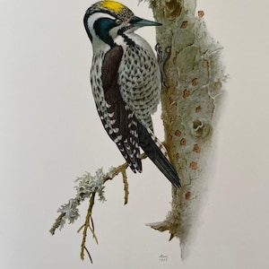 Eurasian three-toed woodpecker bird print. antique and vintage natural sciences and biology print. home decor wall art ornithology