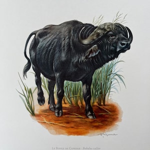 Vintagetryck av afrikansk buffel, zoologisk litografi från 1960-talet