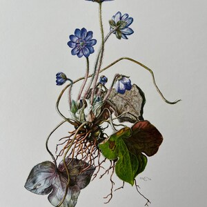 Lámina botánica de HEPÁTIDA. Litografía antigua y vintage sobre ciencias naturales y biología. Ilustración de plantas y arte mural de los años 60