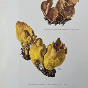 Stampa del fungo Otidea concinna. Litografia antica e vintage di biologia e natura. Illustrazione di spore e poster degli anni '60.