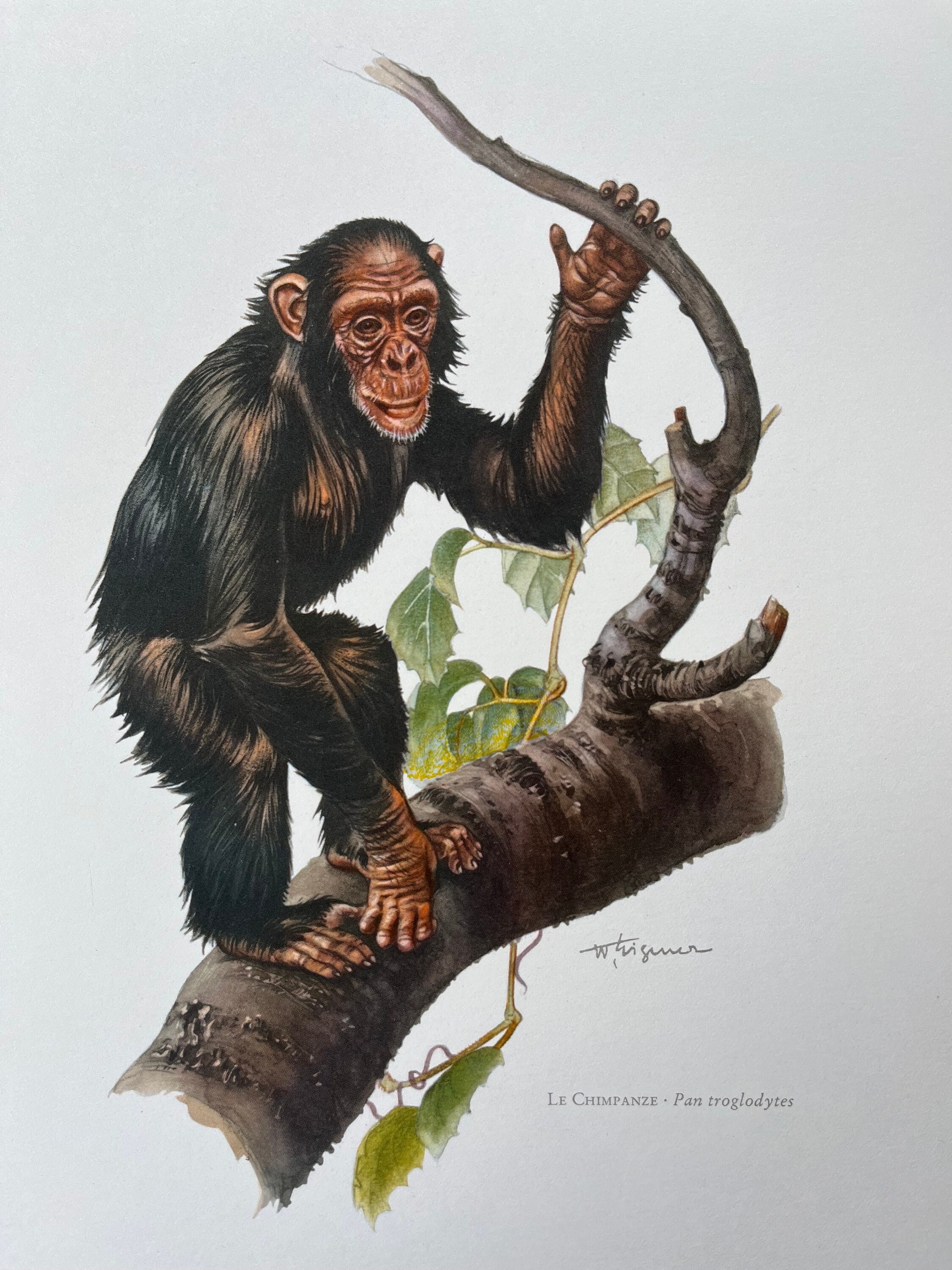 Troglodytes pan-chimpanzés ilustração stock. Ilustração de macaco -  202574292