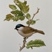 see more listings in the Birds section