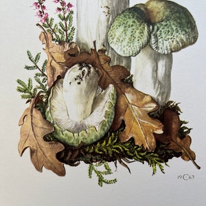 GREEN-CRACKING RUSSULA mushroom print. Antique biology and nature lithograph. Spore illustration and poster from 1960s image 4