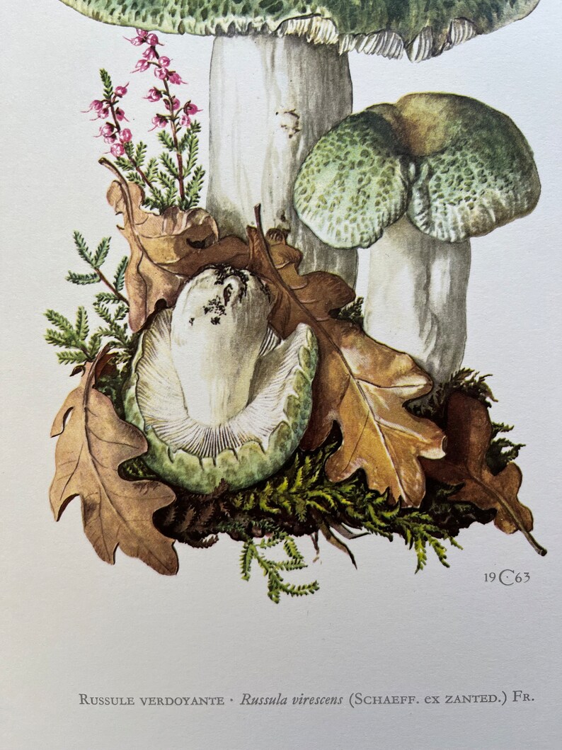 GREEN-CRACKING RUSSULA mushroom print. Antique biology and nature lithograph. Spore illustration and poster from 1960s image 4