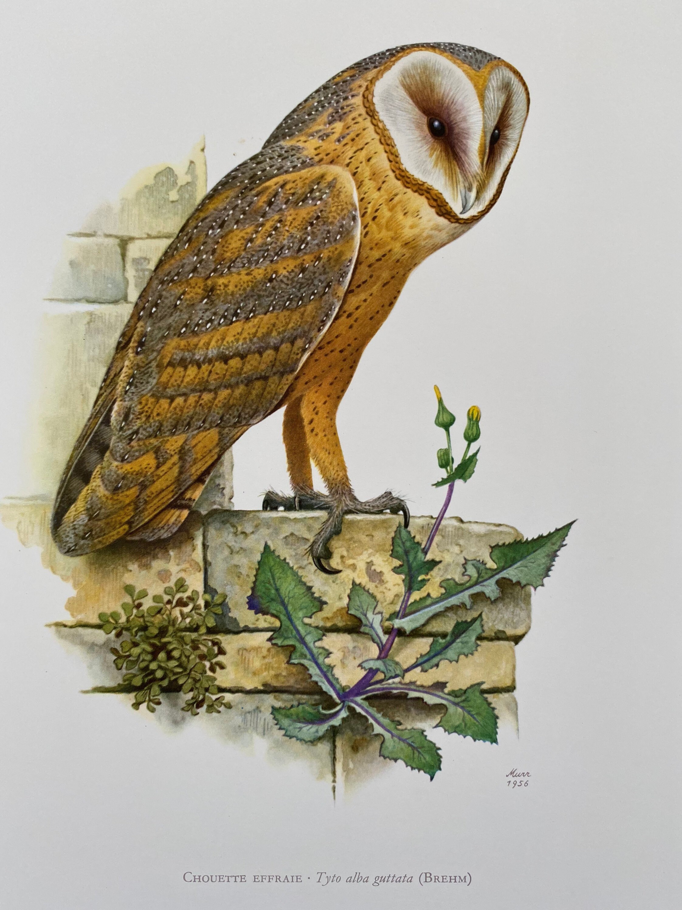 Vintage Barn Owl Print, 1960s Natural History Illustration - Etsy Israel, image size:2244x2992