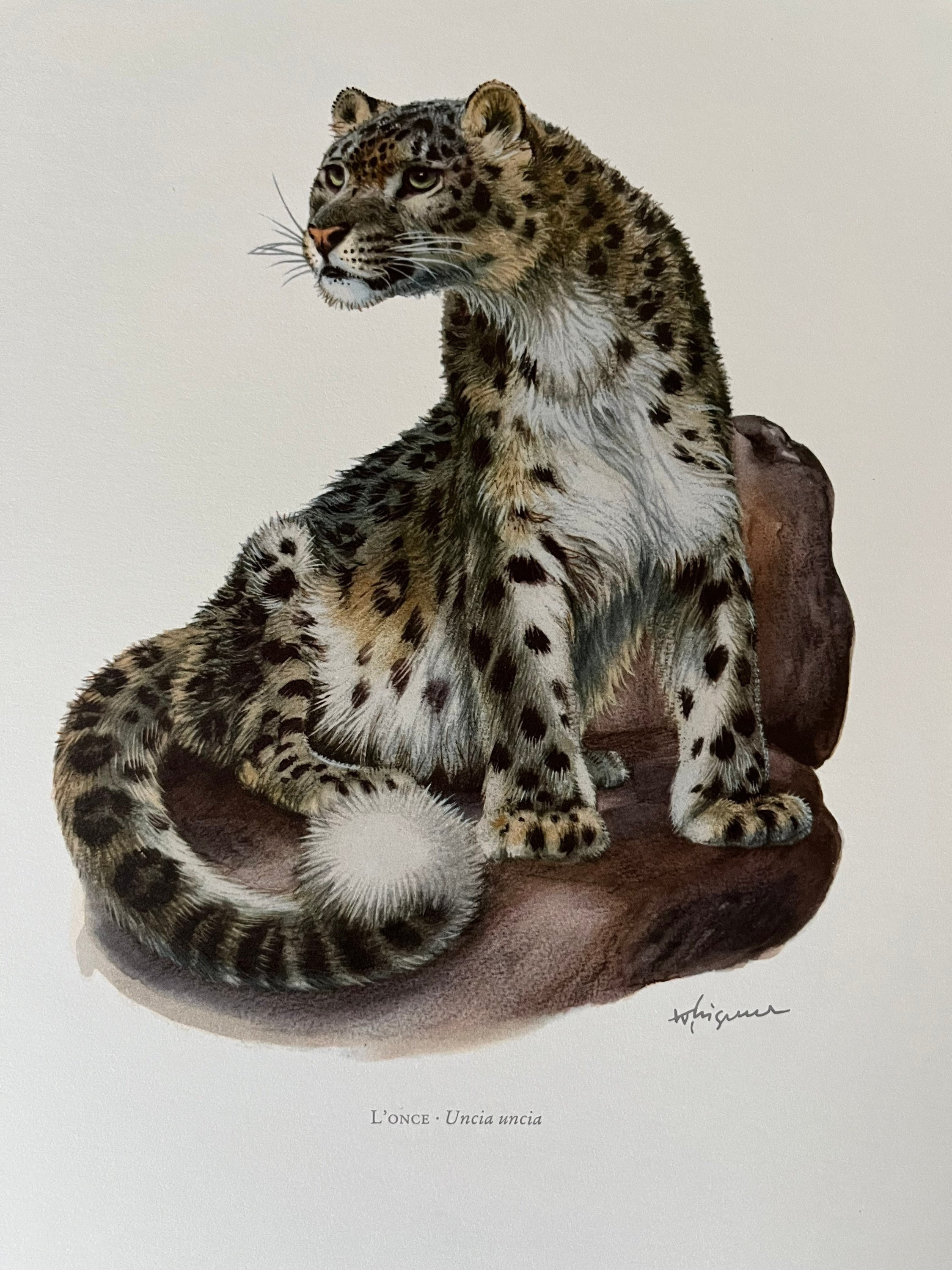 SNOW LEOPARD animal print. Antique and vintage zoology and biology lithograph. Wildlife illustration and posterfrom 1960s