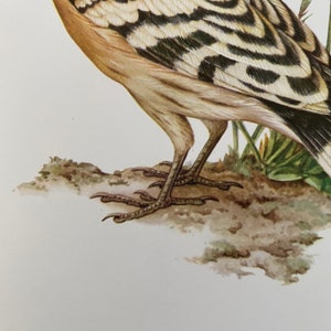 HOEPOE bird print. Antique and vintage ornithology and biology lithograph. Wildlife illustration and poster from 1960s image 4