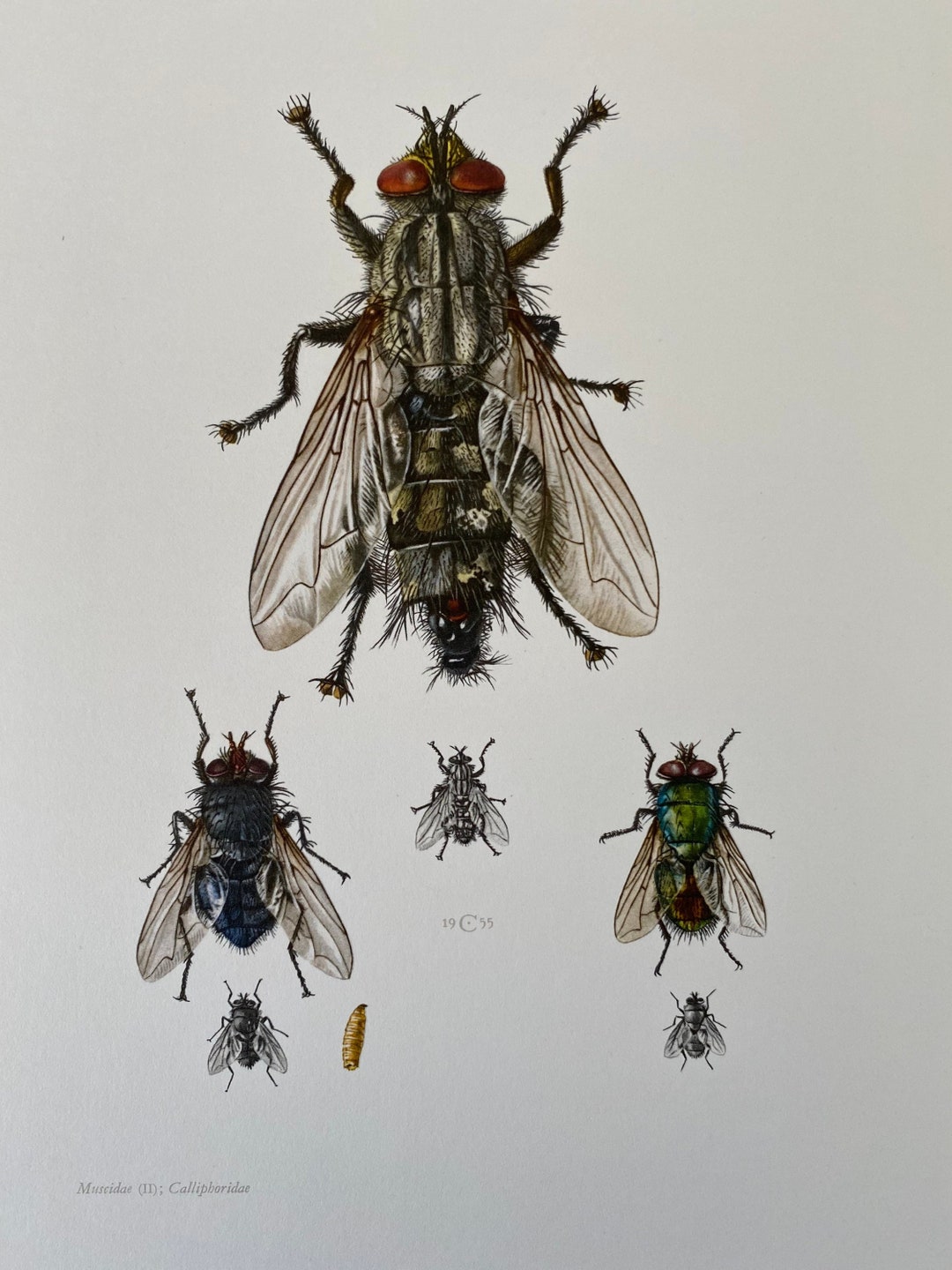 HOUSE FLY Print. Bugs Illustrations. Insect Print. Entomology. Natural ...
