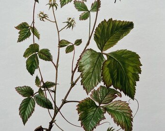 Vintage Bramble Botanical Print, Natural Science Illustration