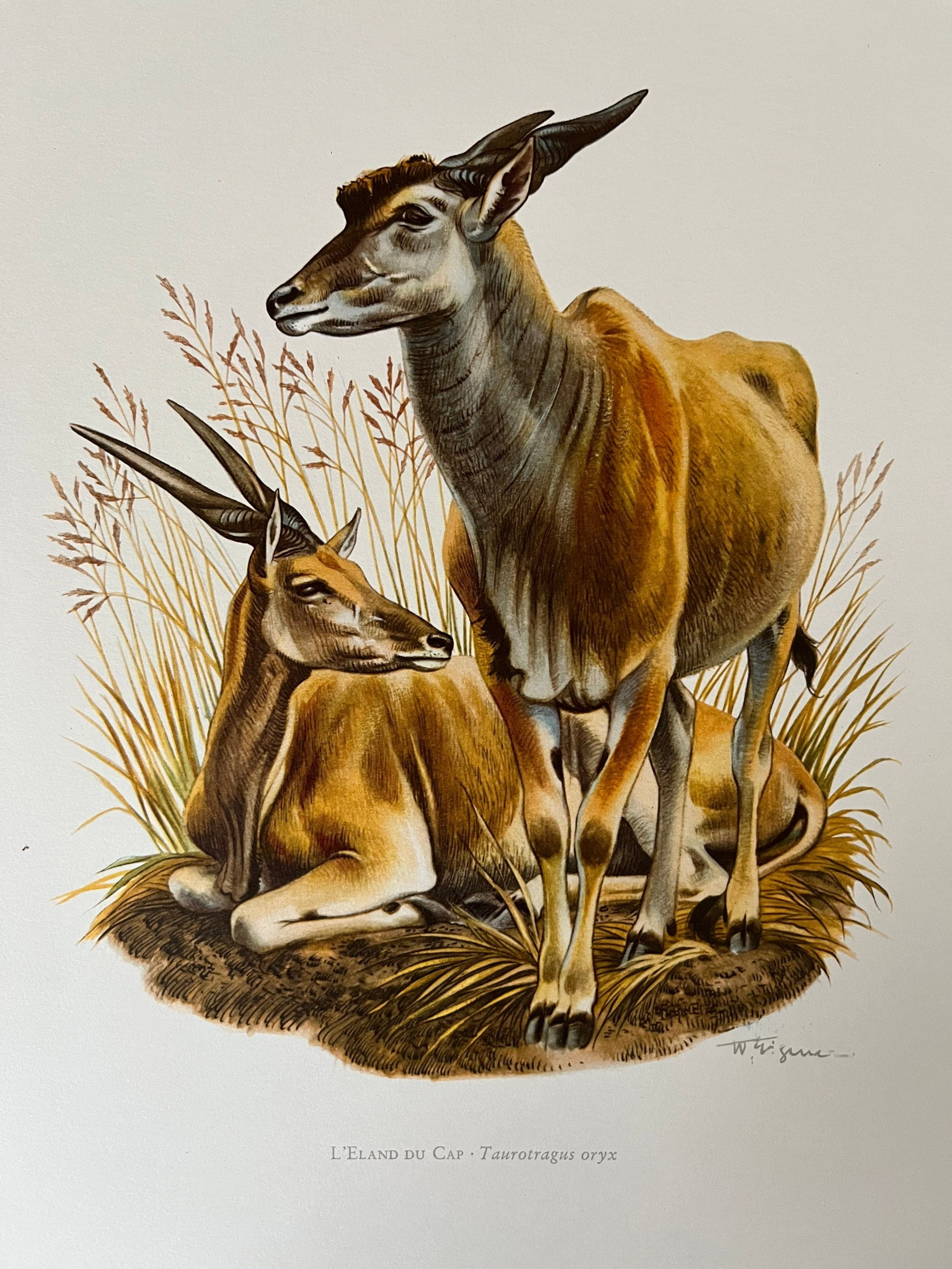 1960 Vintage COMMON ELAND Animal Print. Antique Zoology and - Etsy Canada 1960 Vintage COMMON ELAND Animal Print. Antique Zoology and - Etsy Canada