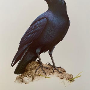 Rabenkrähe Vogelabdruck. Antike Vogelkunde und Biologie Lithographie. Wildtier-Illustration als Poster aus den 1960er Jahren