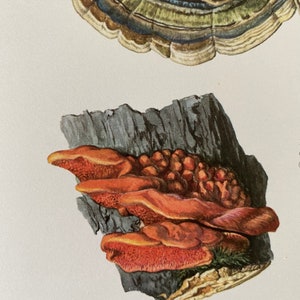 Op de afbeelding: Een close-up van een rood-oranje paddenstoel die op een donkergrijs stuk hout groeit. De paddenstoel heet Pycnoporus cinnabarinus (Jacq. ex Fr.) Karst. en staat ook bekend als de cinnaberzwam.