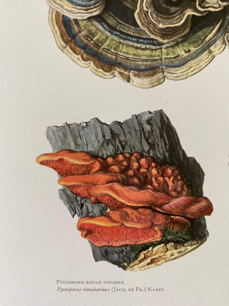 Op de afbeelding: Een close-up van een rood-oranje paddenstoel die op een donkergrijs stuk hout groeit. De paddenstoel heet Pycnoporus cinnabarinus (Jacq. ex Fr.) Karst. en staat ook bekend als de cinnaberzwam.