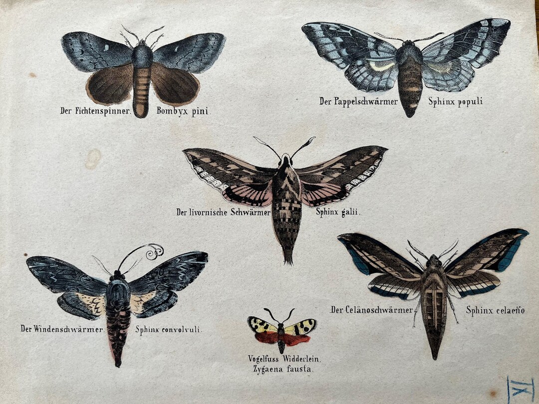 アンティーク蝶の版画、1837年昆虫学イラスト - Etsy 日本