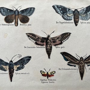 1830 schmetterling, antiker druck von 1837. Insekten Druck. Entomologie. Naturgeschichte. Insekten Wohndekor