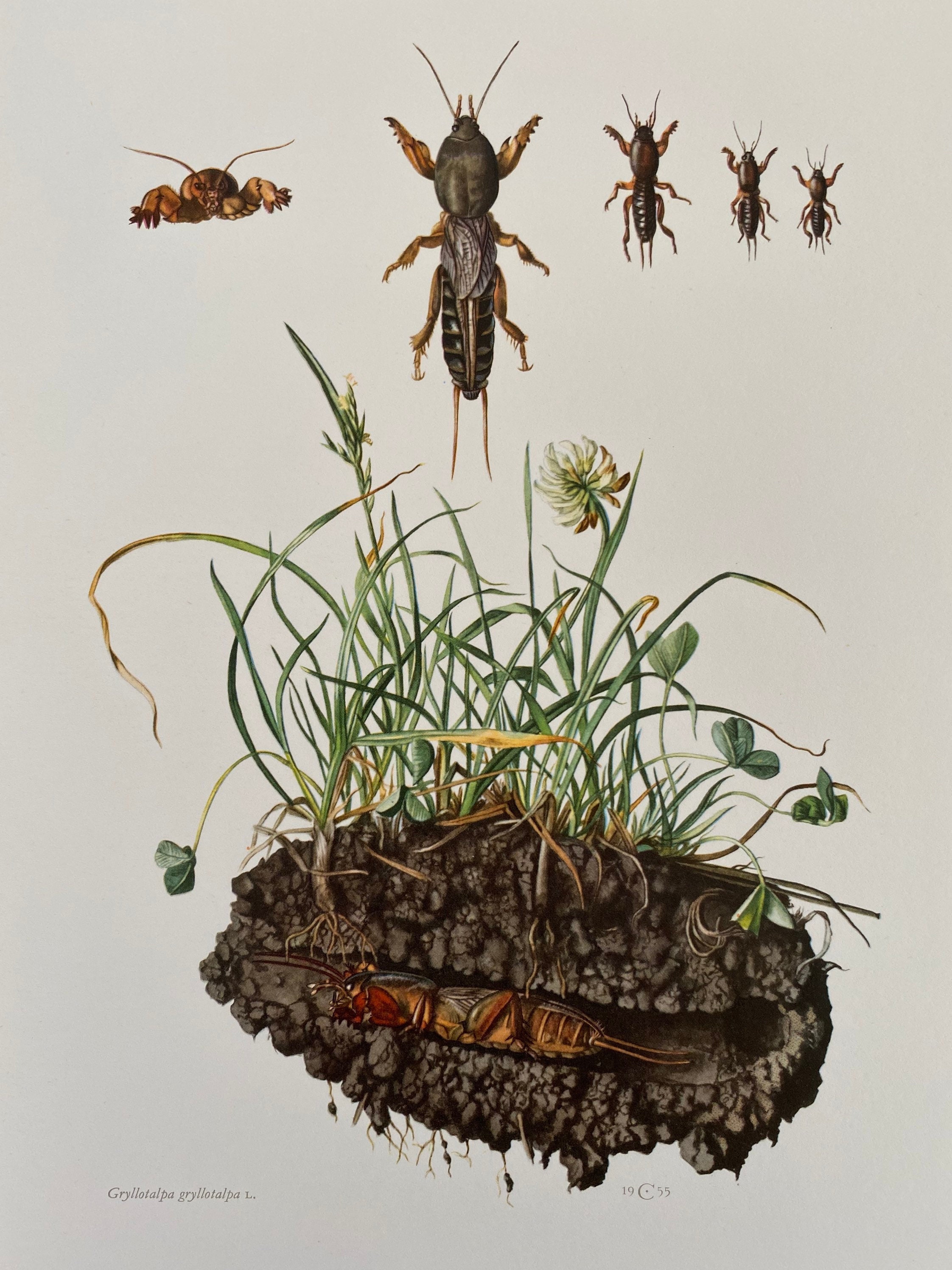 TurfGrass, image size:2244x2992