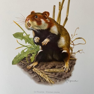 Stampa di criceto europeo. Litografia di zoologia e biologia antica e vintage. Illustrazione di fauna selvatica e arte murale degli anni '60