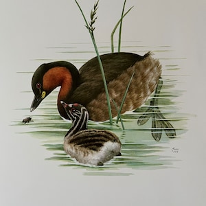 Op de afbeelding: Een aquarel van een roodhalsduiker en zijn kuiken die in een vijver zwemmen. De volwassen vogel heeft een rode nek en een bruin lichaam. Het kuiken is kleiner en heeft een gestreept patroon. De aquarel is gesigneerd en gedateerd "Koura 1959".