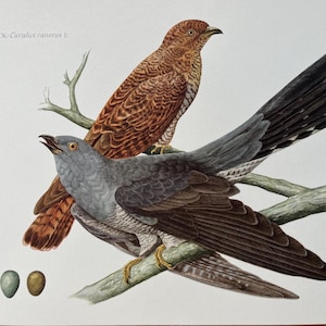 May include: A watercolour illustration of two cuckoos perched on a branch. One bird is brown, the other grey. Three eggs are at the bottom. The text "Kuckuck - Cuculus canorus L." is at the top. A nature-themed artwork.