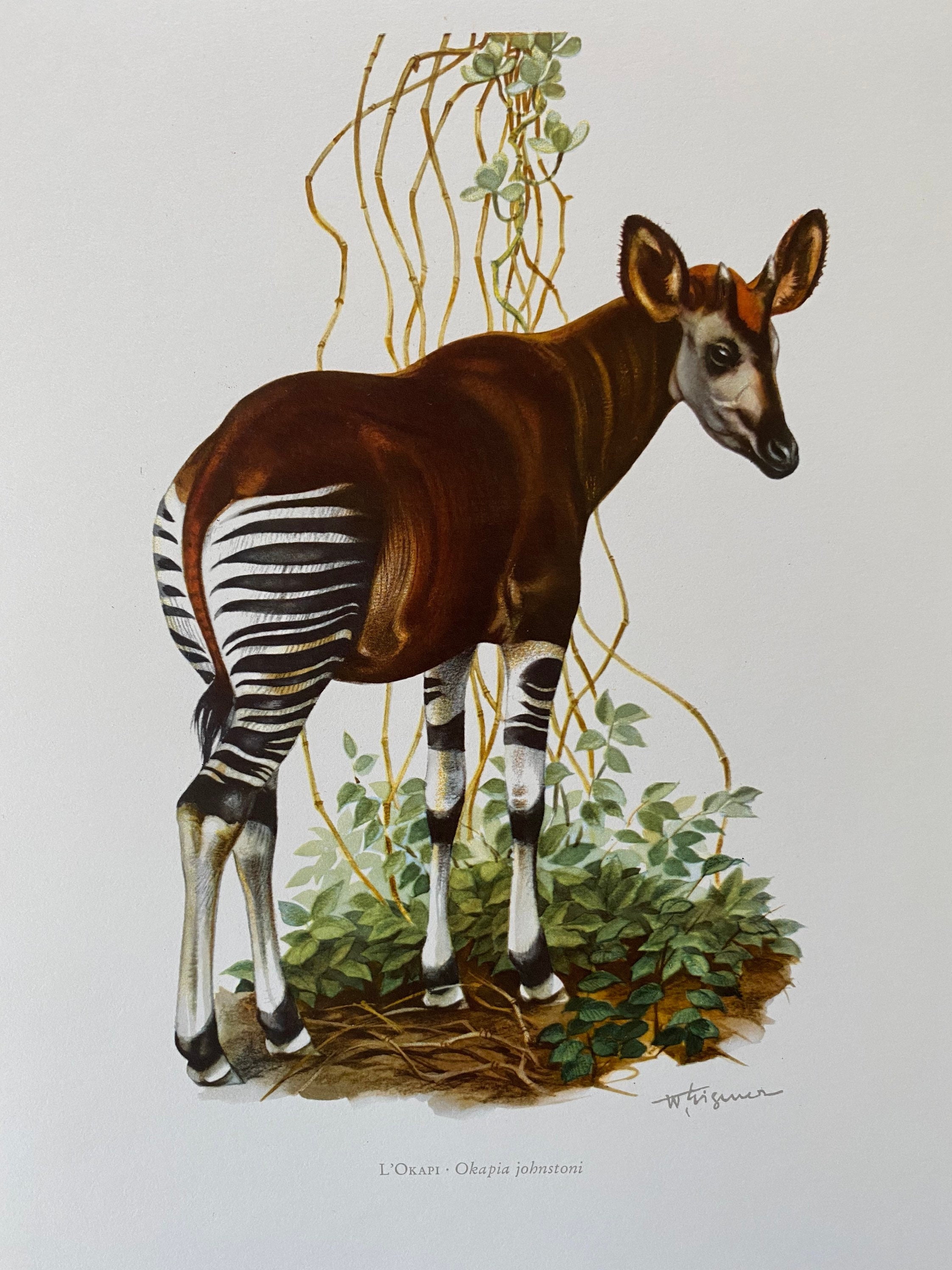 1960 Vintage OKAPI Animal Print. Antique Zoology and Biology - Etsy Australia 1960 Vintage OKAPI Animal Print. Antique Zoology and Biology - Etsy Australia