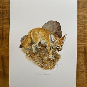 Op de afbeelding: Een gedetailleerde illustratie van een Fennekvos, een kleine woestijnvos met grote oren, die op zand staat met een rots erachter. De vos is naar de rechterkant van de afbeelding gekeerd en heeft een lichtbruine en witte vacht. De illustratie is rechtsonder getekend met "Genin" en bevat de tekst "La Fennec - Fennecus zerda".