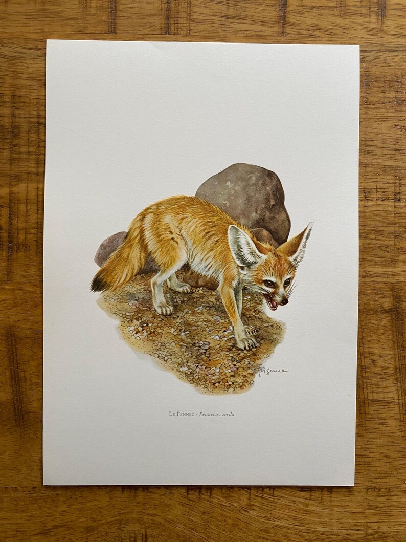 Op de afbeelding: Een gedetailleerde illustratie van een Fennekvos, een kleine woestijnvos met grote oren, die op zand staat met een rots erachter. De vos is naar de rechterkant van de afbeelding gekeerd en heeft een lichtbruine en witte vacht. De illustratie is rechtsonder getekend met "Genin" en bevat de tekst "La Fennec - Fennecus zerda".