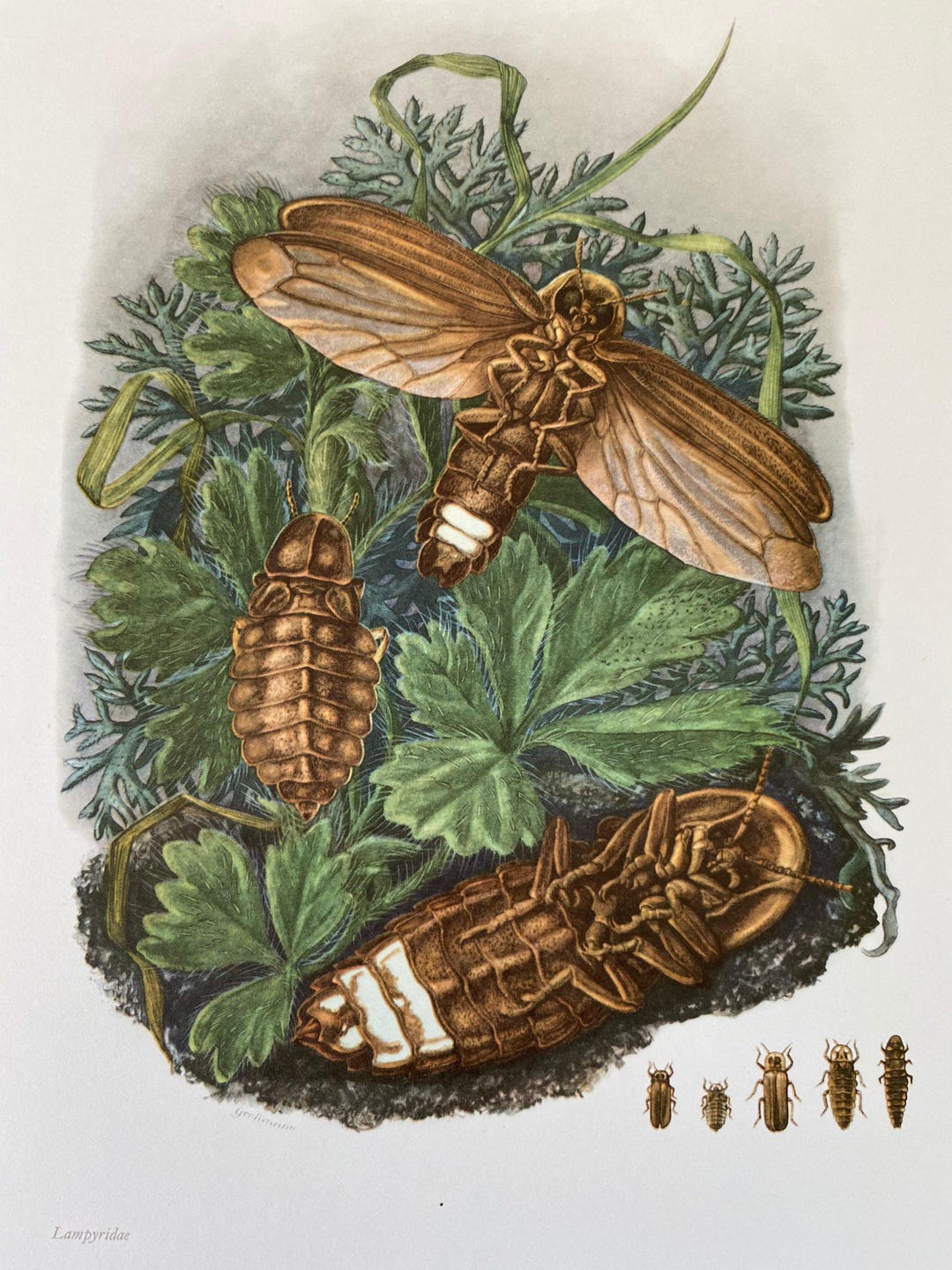 Firefly Entomology Print, 1960s Insect Illustration Wall Art - Etsy