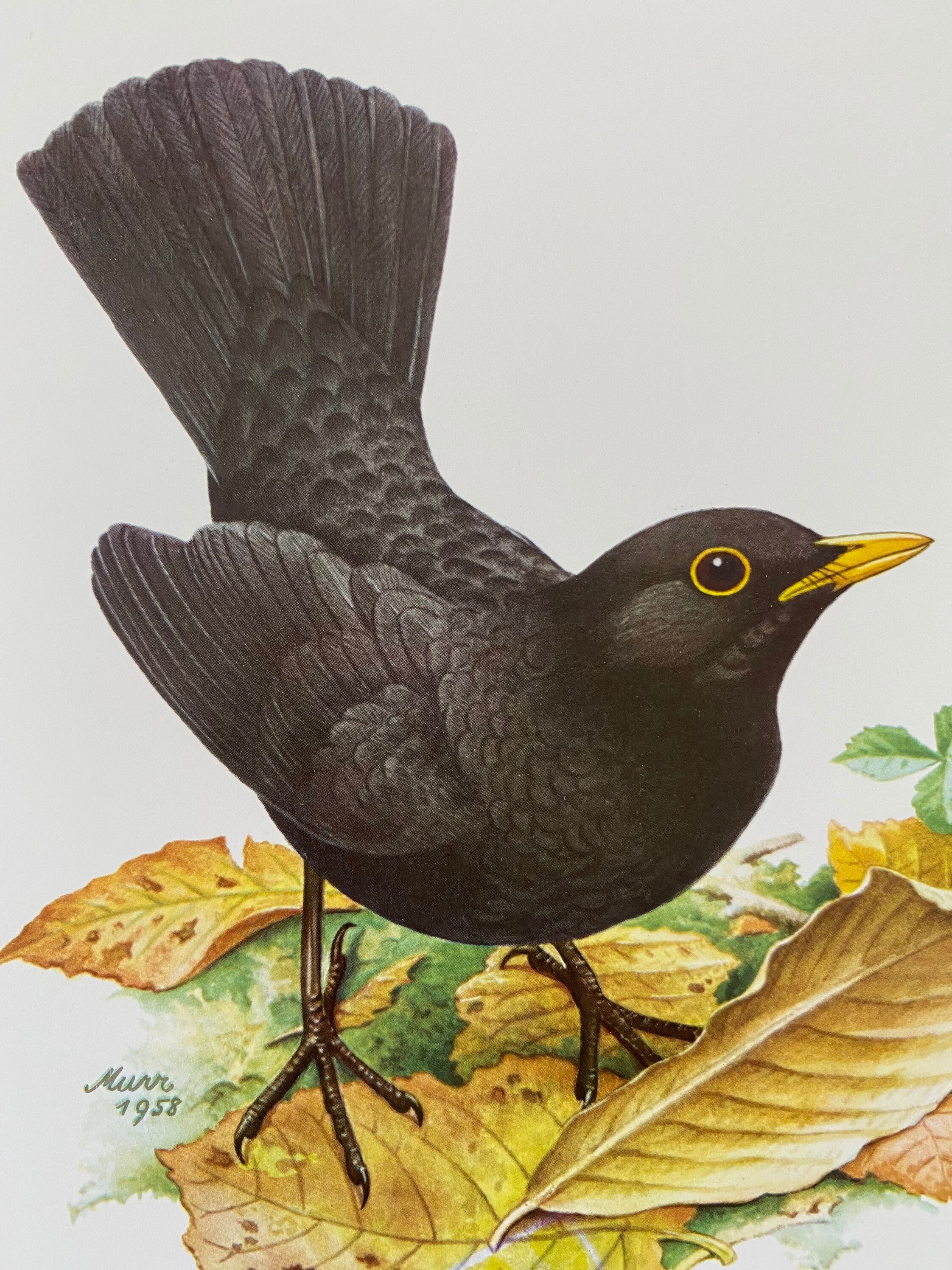COMMON BLACKBIRD Bird Print. Antique Natural Sciences and Biology
