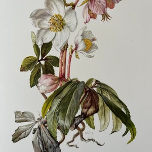 CHRISTMAS ROSE botanical print. Antique and vintage natural sciences and biology lithography. Plant illustration and wallart from 1960s