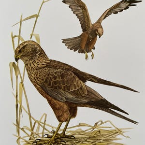 Marsh harrier bird print. antique and vintage natural sciences and biology print. home decor wall art ornithology from 1960s
