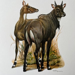 May include: A watercolour painting of two Nilgai, a male and a female, standing in tall grass. The male is dark brown with white markings on its legs and face. The female is a lighter brown with white markings on its legs and face. The painting is signed "W. Tisserand" and labelled "LE NYLGAUT - Boselaphus tragocamelus".