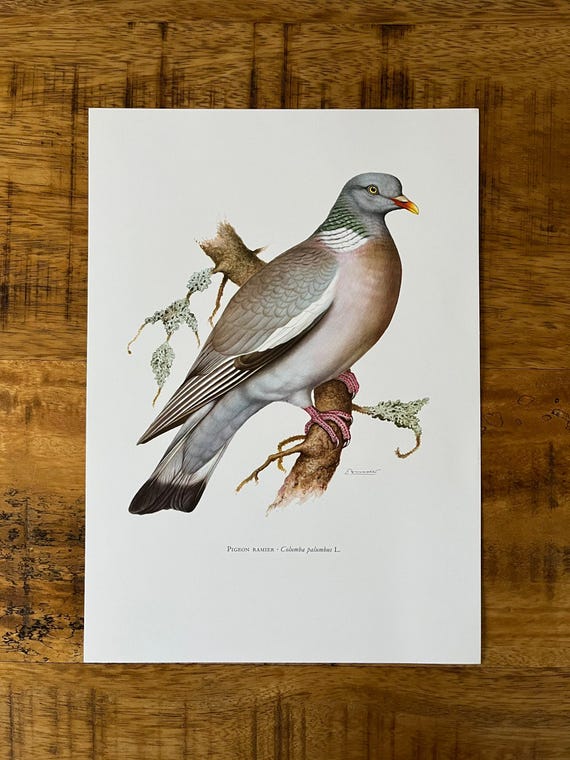 一般的なキジバトの鳥の版画。アンティークの鳥類学と生物学の石版画 