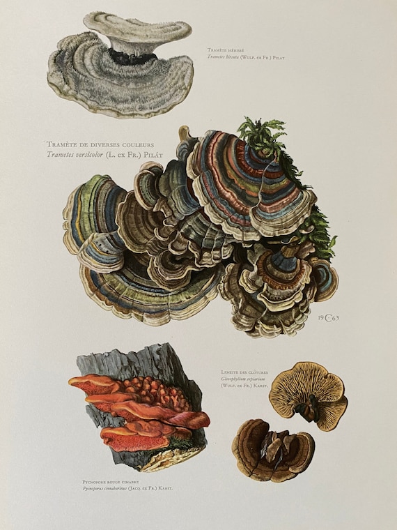 Trametes Versicolor Mushroom Print, Vintage Biology Lithograph