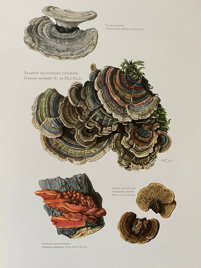 Op de afbeelding: Een vintage illustratie van verschillende soorten paddenstoelen, waaronder Trametes versicolor, Trametes hirsute, Pycnoporus cinnabarinus en Gloeophyllum sepiarium. De illustratie is in botanische stijl met gedetailleerde tekeningen van de kenmerken van de paddenstoelen.