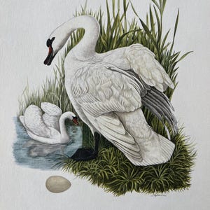 1955 Vintage Mute swan bird print. Antique ornithology and biology lithograph. Wildlife cygnus olor illustration and poster