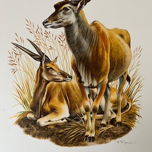 Puede incluir: Una ilustración vintage de dos elands, una gran antílope africana, en un campo de hierba. El eland de la izquierda está acostado, mientras que el eland de la derecha está de pie. La ilustración es de estilo realista y presenta pinceladas detalladas. El texto "L'ELAND DU CAP - Taurotragus oryx" está impreso debajo de la ilustración.
