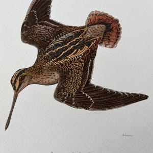 Puede incluir: Ilustración detallada de una agachadiza común en vuelo, mostrando su plumaje marrón, negro y beige. Las alas del ave están extendidas y su largo pico apunta hacia abajo. El texto "BEKASSINE - Capella gallinago (L)" está en la parte inferior.