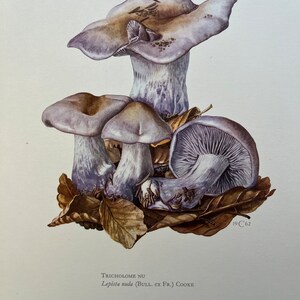 Stampa di fungo WOOD BLEWIT. Litografia antica e vintage di biologia e natura. Illustrazione di spore e poster degli anni '60